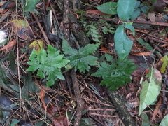 Doryopteris