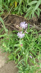 Lactuca pulchella