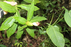 Costus pictus