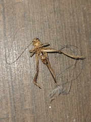 Gryllodes sigillatus