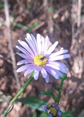 Syrphidae