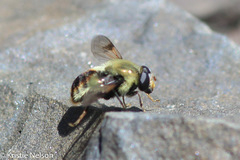 Sericomyia flagrans
