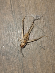 Gryllodes sigillatus