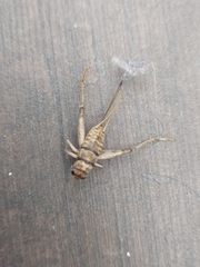 Gryllodes sigillatus