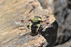 Sericomyia flagrans