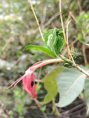 Anisacanthus pumilus