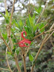Anisacanthus pumilus