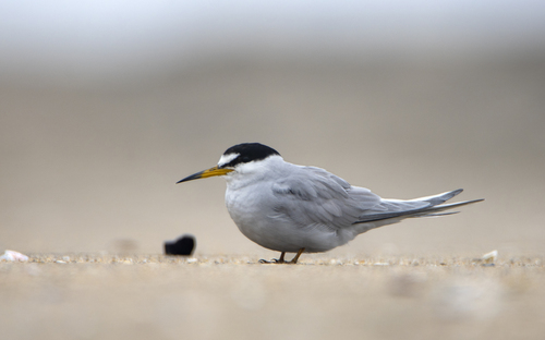 Peruvian Tern (Sternula lorata), photo 1