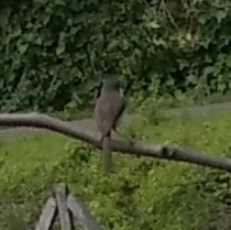Prinia hodgsonii