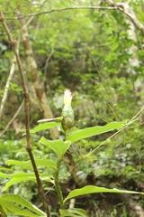 Costus pictus