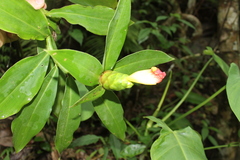 Costus pictus