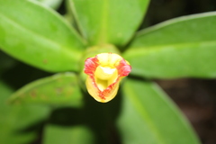 Costus pictus