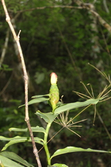 Costus pictus