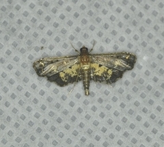 Eurrhyparodes lygdamis