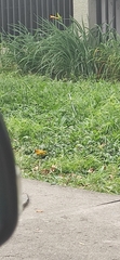 Sicalis flaveola