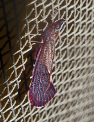 Apache degeeri