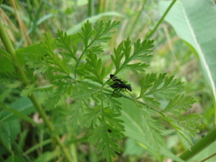 Tritoxa