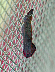 Apache degeeri