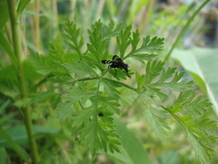 Tritoxa
