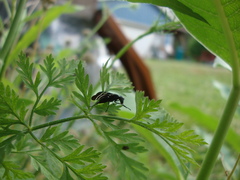 Tritoxa