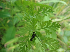 Tritoxa