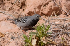 Rhopospina fruticeti