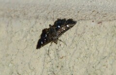 Diathrausta reconditalis