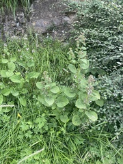 Phlomoides umbrosa
