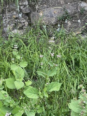 Phlomoides umbrosa