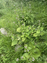 Phlomoides umbrosa