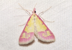 Choristostigma roseopennalis