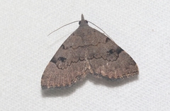 Nychioptera noctuidalis