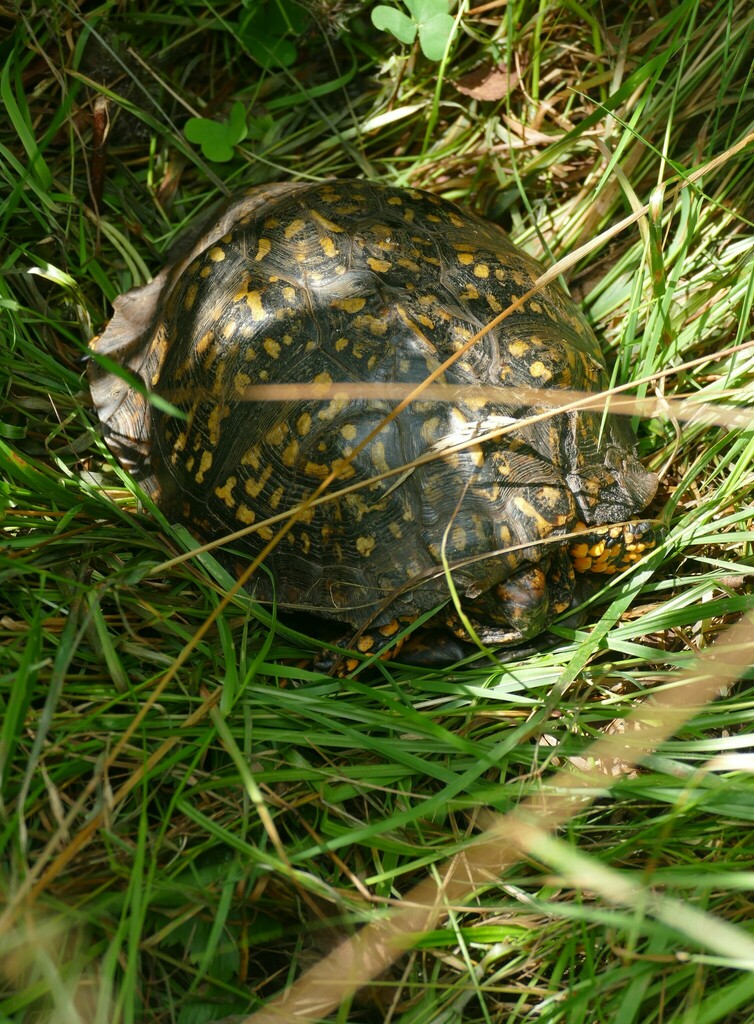 Eastern Box Turtle in August 2022 by rbartgis. At 3000 ft elevation ...