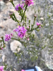 Homalocalyx polyandrus