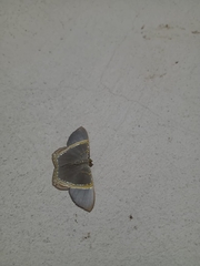 Phrygionis privignaria