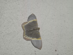 Phrygionis privignaria