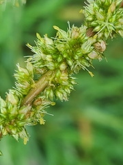 Amaranthus spinosus