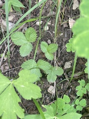 Fragaria corymbosa