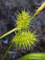 Carex cryptolepis