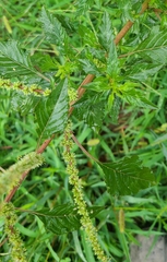 Amaranthus spinosus