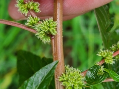 Amaranthus spinosus
