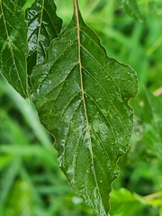 Amaranthus spinosus