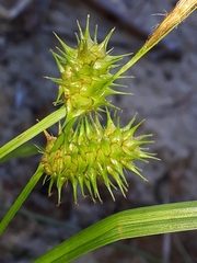 Carex cryptolepis