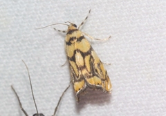 Diptychophora harlequinalis