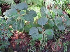 Urtica thunbergiana
