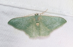 Xerochlora masonaria