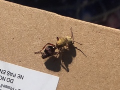 Dasymutilla snoworum