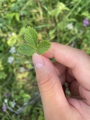 Fragaria corymbosa