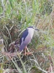 Nycticorax nycticorax