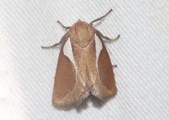 Prolimacodes trigona